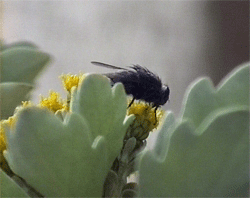 fly on a flower